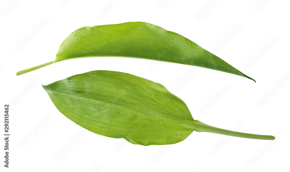 Bärlauch Bärlauch