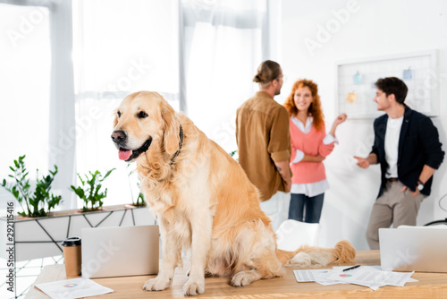 selective focus of cute golden retriever sitting on table in office