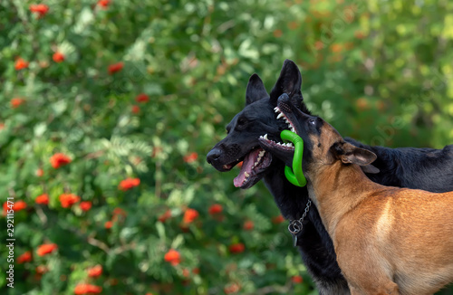 Young belgian shepherd malinois with green toy in his mouth greens evilly on the black german shepherd photo