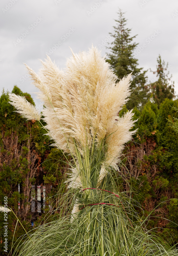 Cortaderia selloana Herbe de la pampa ou roseau à plumes aux — free download