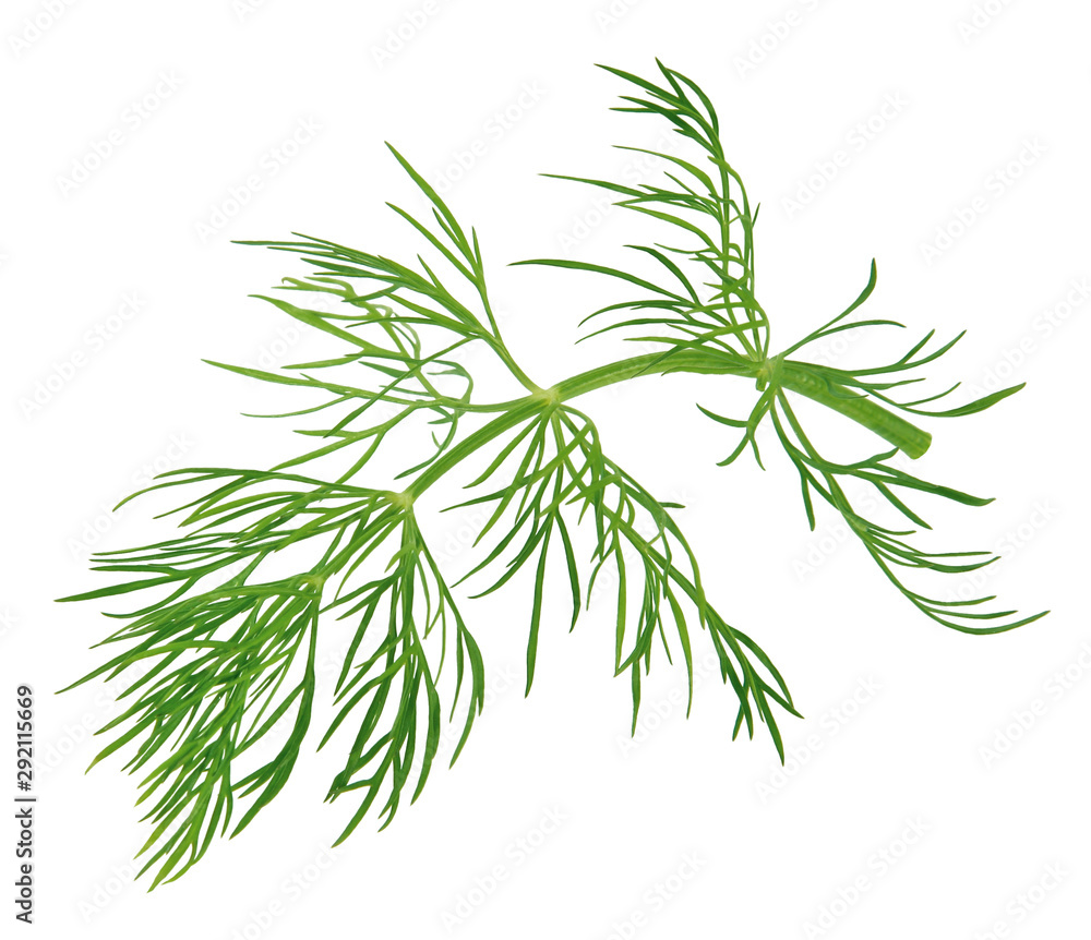 Fototapeta premium Dill