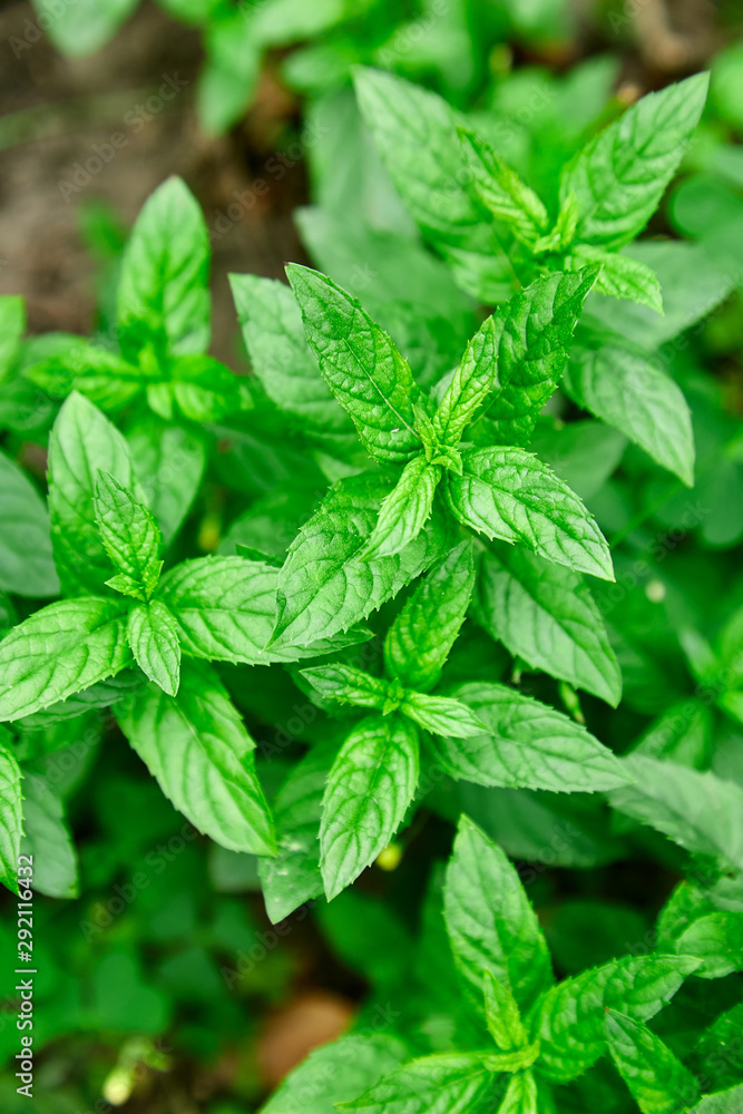 Mint leaves plant grow at vegetable garden. Mint leaves background. Peppermint. Copy space. Mint leaves plant grow at vegetable garden. Mint leaves background. Peppermint. Copy space.