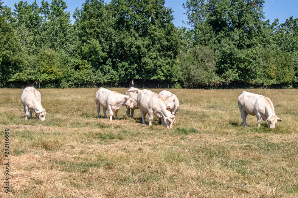 Vaches charolaises en pâture Vaches charolaises en pâture