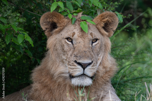 portrait of a lion with a green leaf looking like a crown