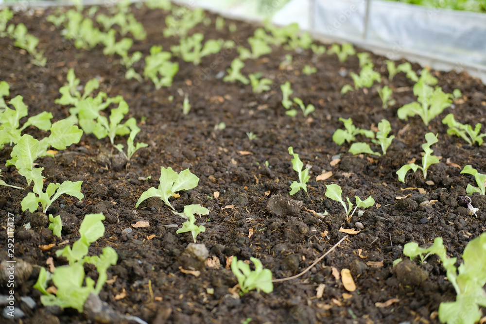 plant growing in farm. vegatable plantation in garden plant growing in farm. vegatable plantation in garden