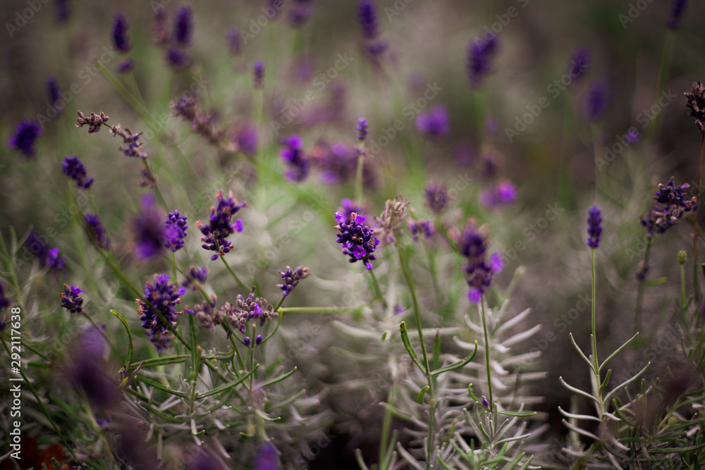 Fototapeta premium Lavendel