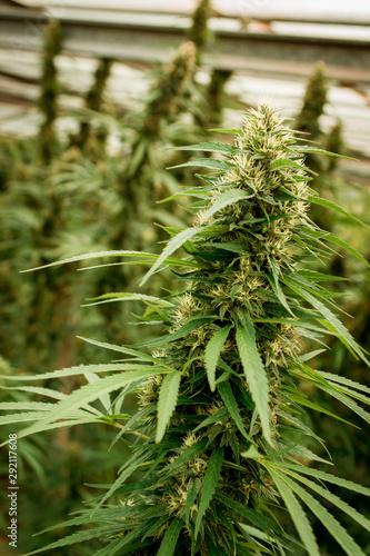 marijuana cannabis plant leaves and top view, background cap site or wallpaper panoramic