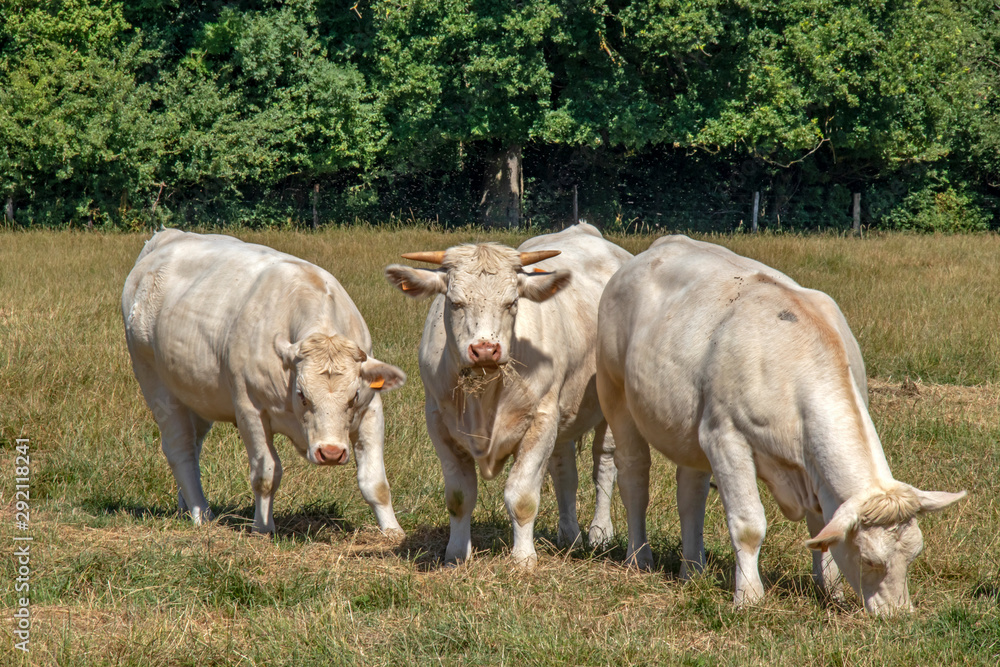 Vaches charolaises en pâture