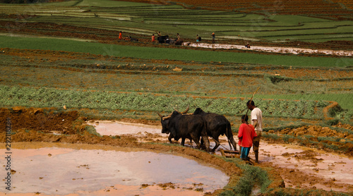 Landscape with the ploughing farmers and zebu at the rice fields and Onive river at Antanifotsy,Madagascar photo