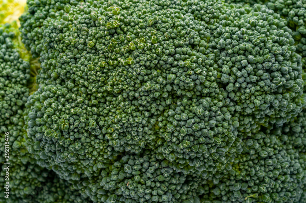 Broccoli isolated on white background sofia Broccoli isolated on white background sofia