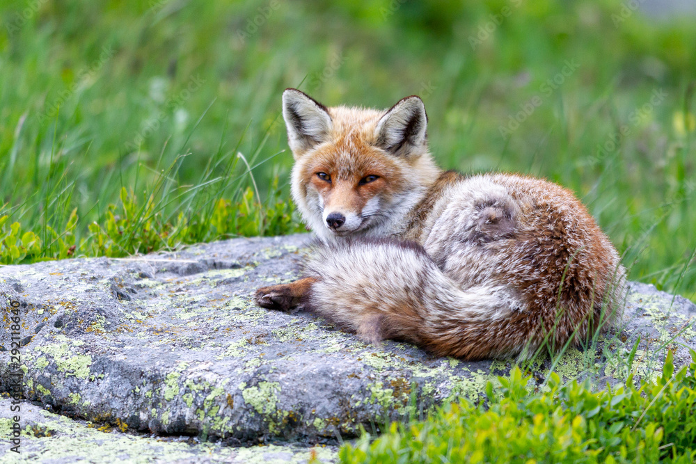 Fototapeta premium Volpe su Roccia