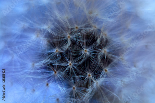 macro shot of a white dandelion