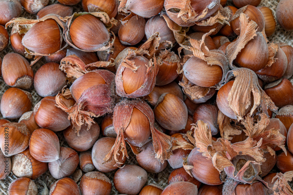 new harvest season dried nuts, hazelnuts