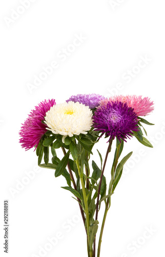 aster flowers isolated © ksena32