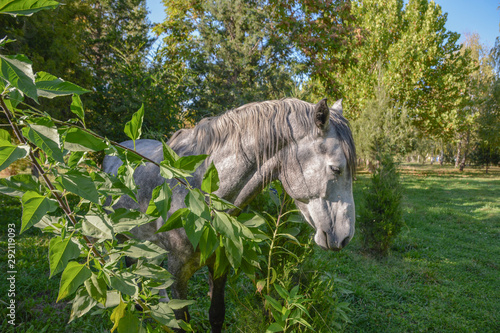Fototapeta Naklejka Na Ścianę i Meble -  Young grey horse in the park behind the trees.