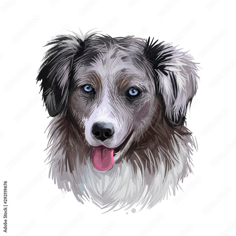 Miniature American shepherd, intelligent dog digital art illustration. MAS purebred trained to take part in sports, clever hound with long fur. Canine breed with stuck out tongue portrait closeup.
