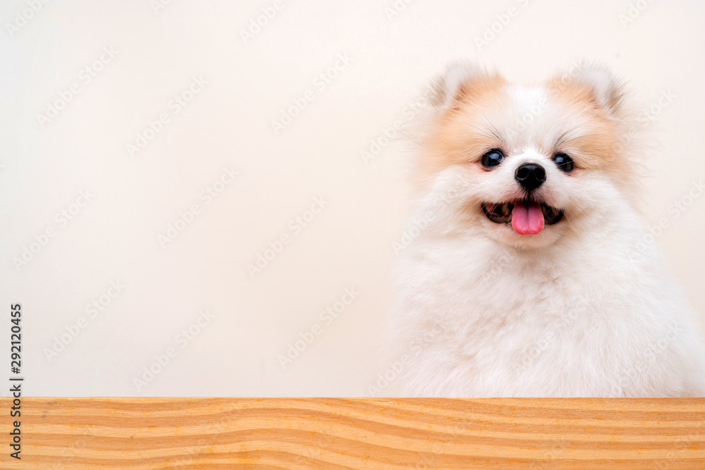 bright color hair chihuahua dog sit relax studio shot on white background bright color hair chihuahua dog sit relax studio shot on white background