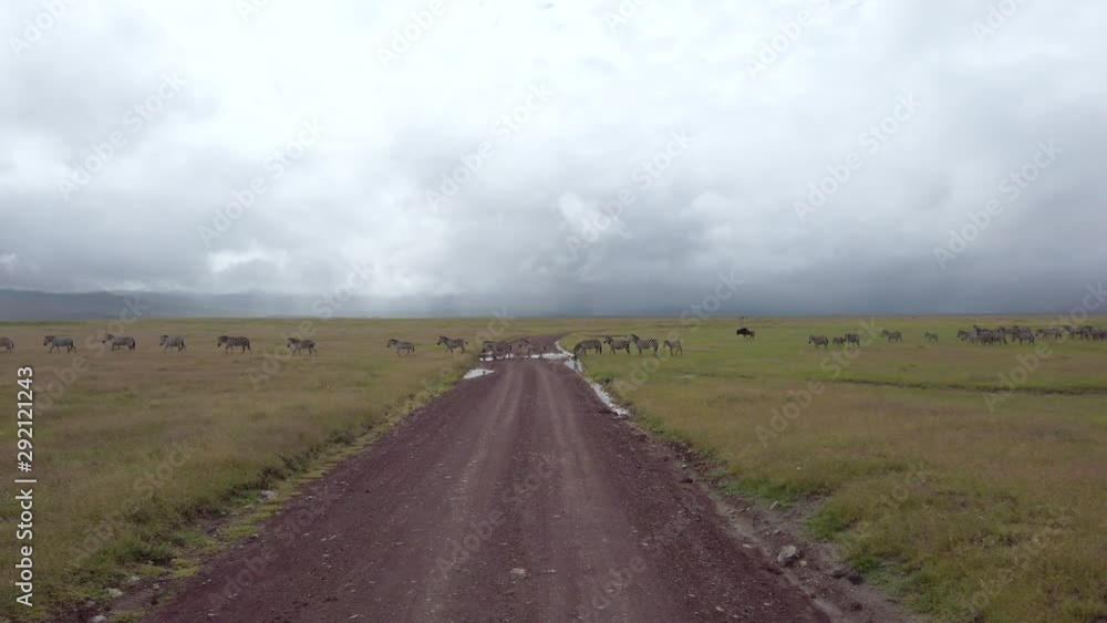 Approaching a herd of zebra's crossing the road in the Ngorongoro crater, Africa. Approaching a herd of zebra's crossing the road in the Ngorongoro crater, Africa.