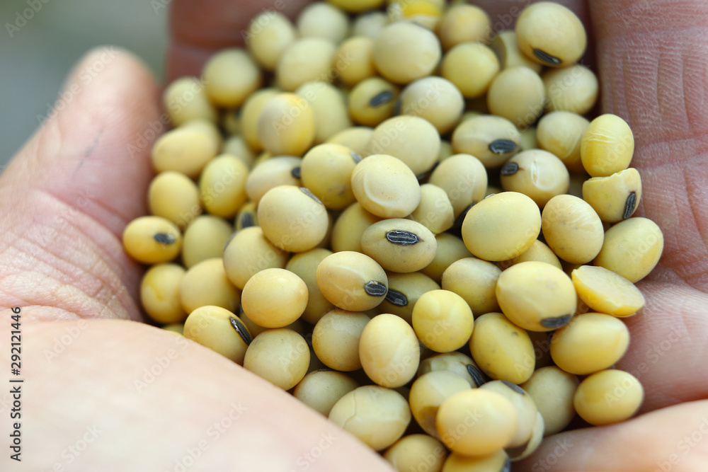 Farmer's hand holds soybean seeds. Healthy Organic Product. Good harvest concept. Farmer's hand holds soybean seeds. Healthy Organic Product. Good harvest concept.