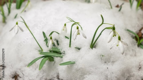 Snow melting fast and white snowdrops flowers blooming in spring time lapse
