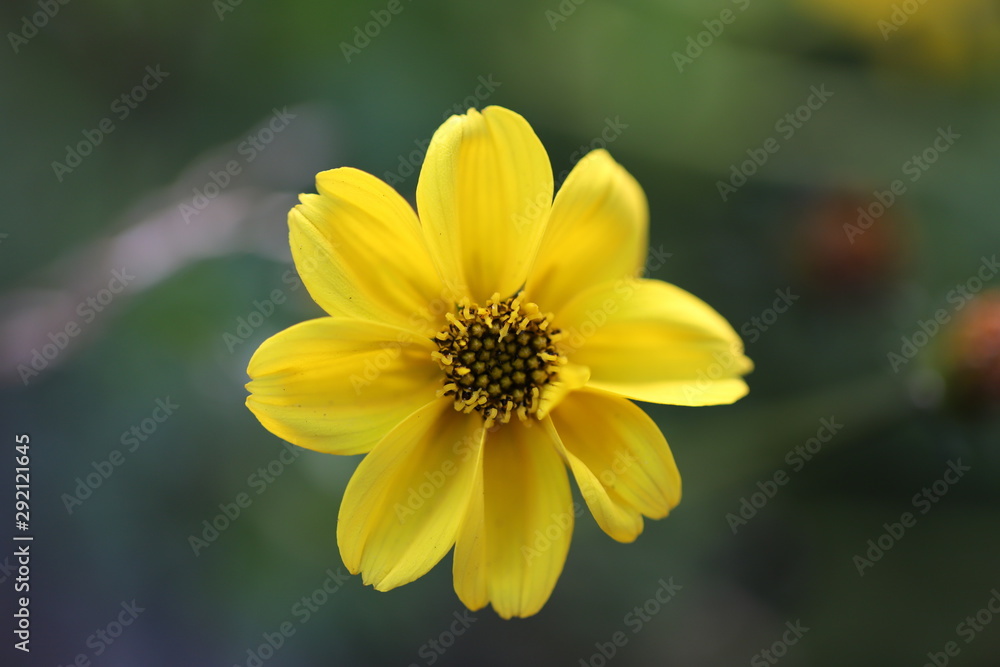 キバナコスモスの花 キバナコスモスの花