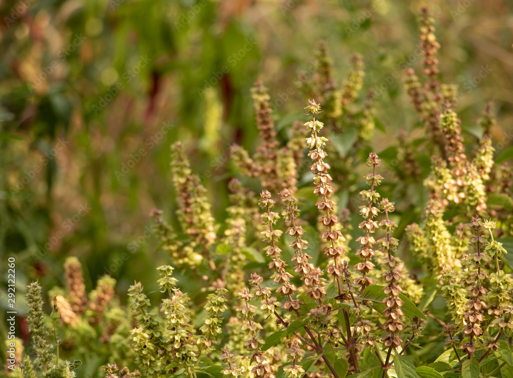 Basil cultivation and its benefits concept. Growing basil in the garden Basil cultivation and its benefits concept. Growing basil in the garden
