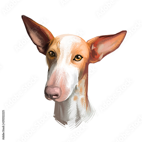 Podenco Canario dog portrait isolated on white. Digital art illustration of hand drawn for web, t-shirt print and puppy food cover design, clipart. Canary Islands Warren Hound, Canarian Warren Hound. photo
