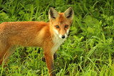 A young, red fox is hunting on the field in mice. A unique image of the surrounding nature and wild animals in their natural habitat