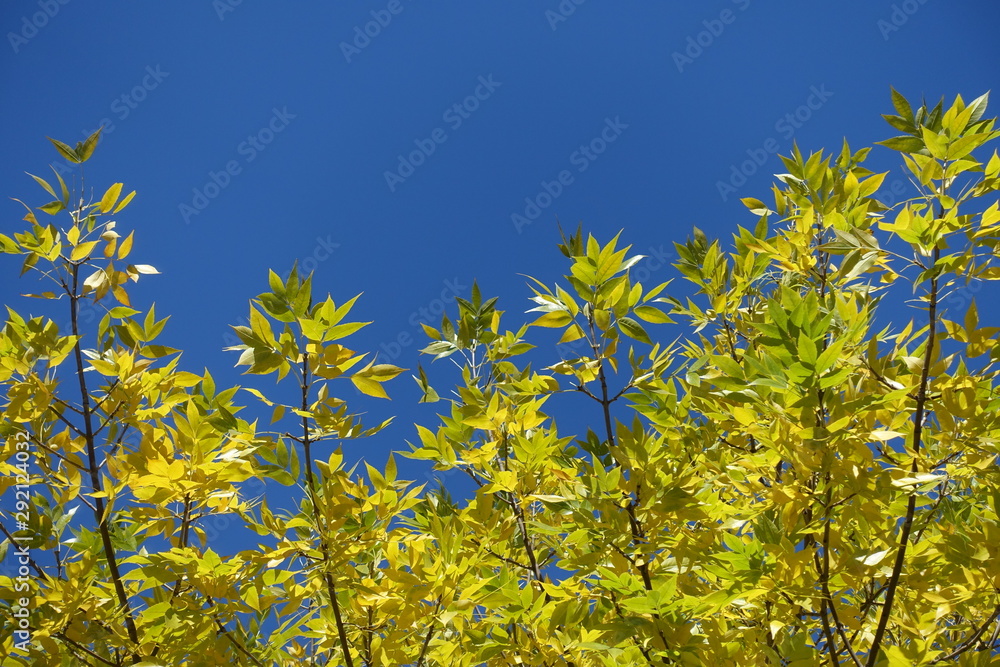 Vertical branches of ash tree with yellow leaves against blue sky in October