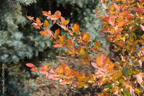 Wallpaper Mural Colorful autumnal foliage of common barberry in October Torontodigital.ca