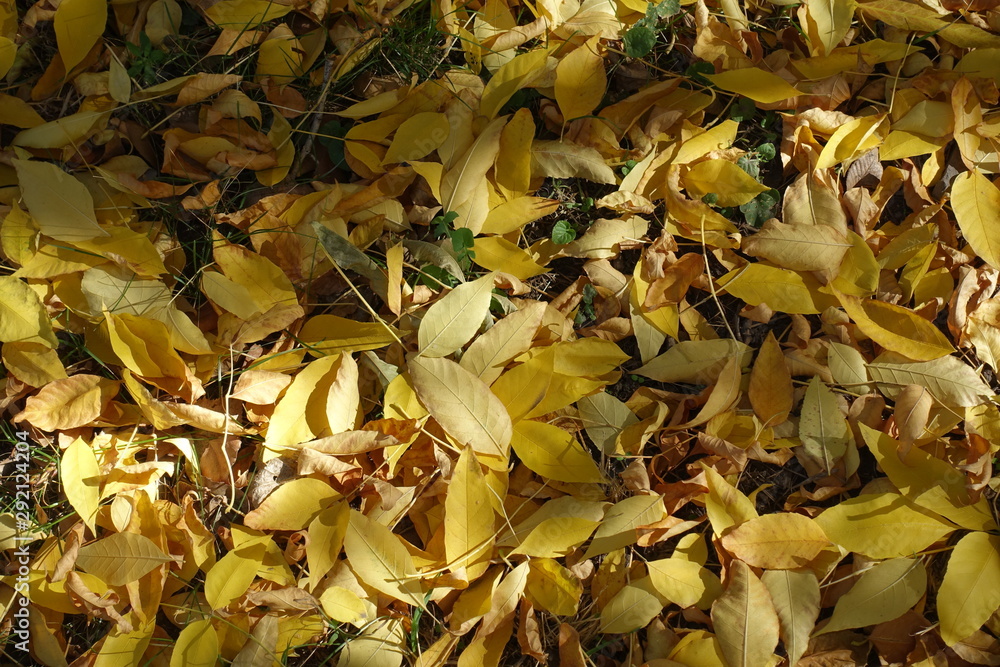 Bright yellow fallen leaves of red ash tree from above Bright yellow fallen leaves of red ash tree from above