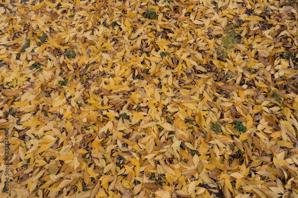 Top view of fallen leaves of red ash tree in October Top view of fallen leaves of red ash tree in October