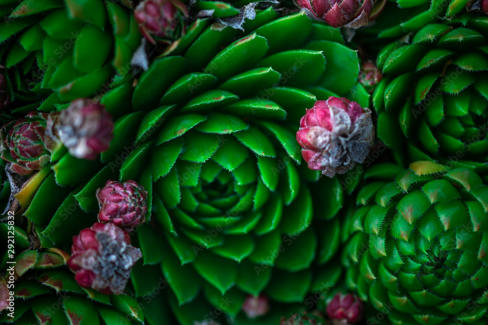 collection of beautiful succulent flowers, close up collection of beautiful succulent flowers, close up