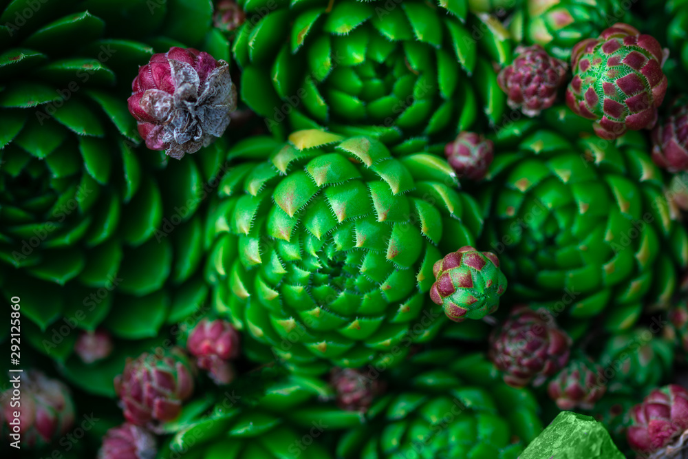Fototapeta premium collection of beautiful succulent flowers, close up