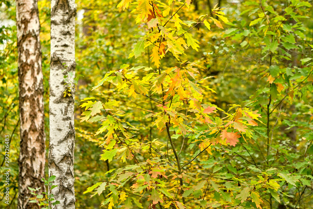 Beautiful autumn scenery in a deciduous forest in Germany in late summer in September with yellow and green leaves and maples and birch trees
