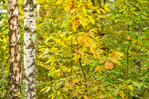 Beautiful autumn scenery in a deciduous forest in Germany in late summer in September with yellow and green leaves and maples and birch trees