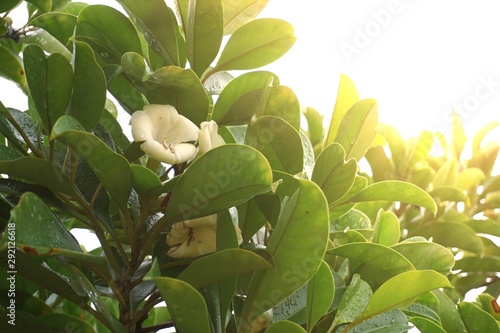 Fotografie White flowers have a mild fragrance called Fagraea ceilanica thunb, perfume flower tree, pua keni keni, trai tichlan, lau bin