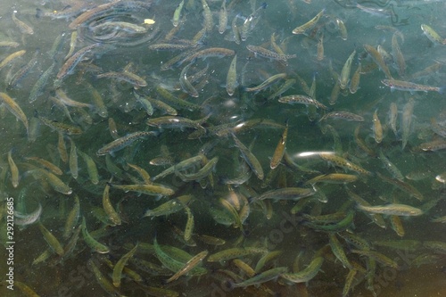 fresh water fish trout seen from above at a fish farm