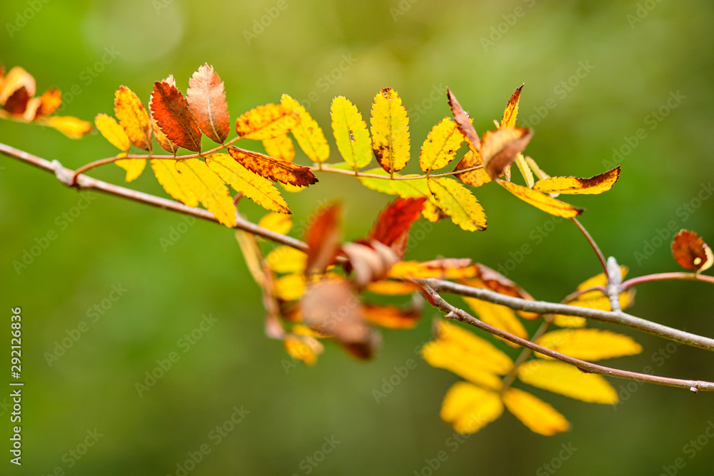 Beautiful autumn closeup in a deciduous forest in Germany in late summer in September with yellow, brown and green leaves of an rowan tree Beautiful autumn closeup in a deciduous forest in Germany in late summer in September with yellow, brown and green leaves of an rowan tree