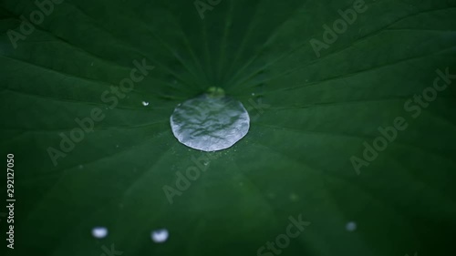 rain drops on green lotus leaf