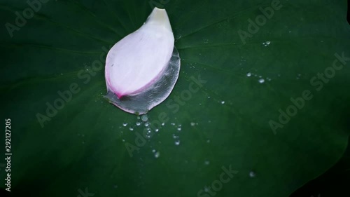 rain drops on lotus petal and green leaf