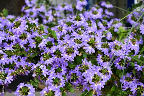 Beautiful fairy fan-flower (Scaevola aemula) in our windows. Focus on the center of the image.