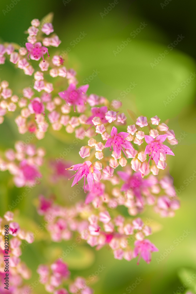 beautiful pink flowers on blurred natural background beautiful pink flowers on blurred natural background