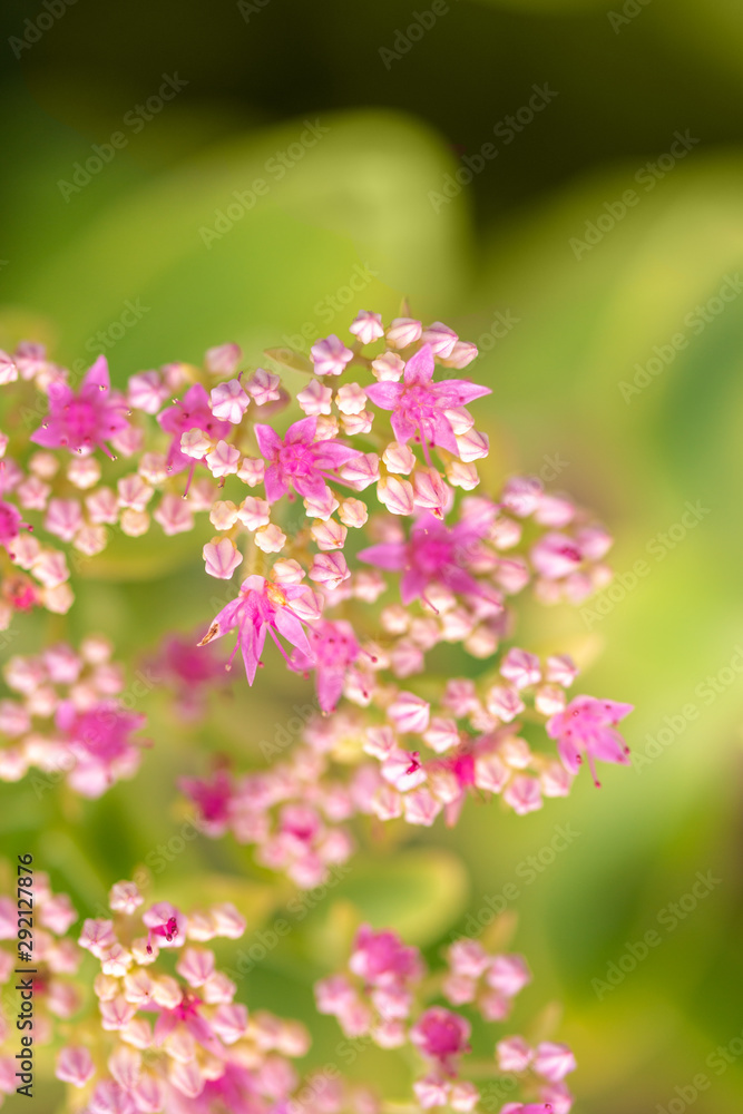 beautiful pink flowers on blurred natural background beautiful pink flowers on blurred natural background