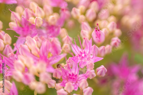 beautiful pink flowers on blurred natural background © photollurg