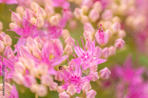 beautiful pink flowers on blurred natural background