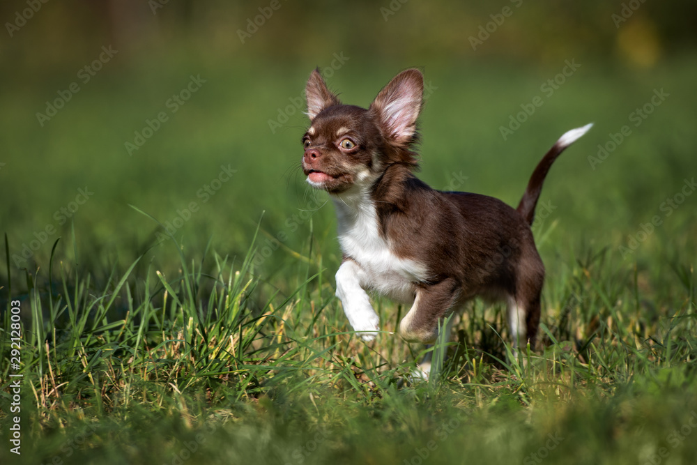 happy chihuahua puppy running through grass