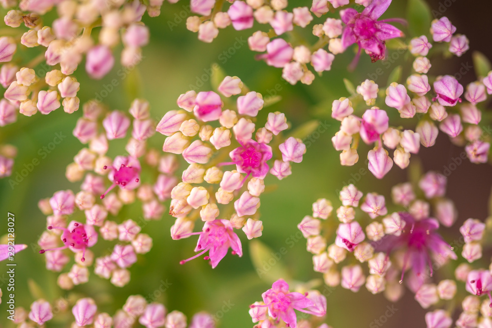 beautiful pink flowers on blurred natural background beautiful pink flowers on blurred natural background