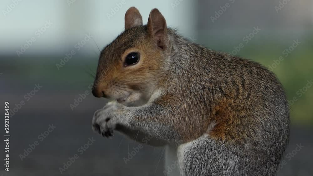 Squirrel eating in city park. Close up. Royalty free footage related to nature, animals, rodents., ecology., pets Squirrel eating in city park. Close up. Royalty free footage related to nature, animals, rodents., ecology., pets