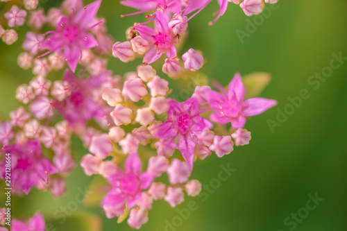 beautiful pink flowers on blurred natural background © photollurg